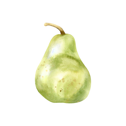 Watercolor hand drawn green pear. Summer green fruit ,clip art for kitchen, label, logo, invitation, product design. Fresh food illustration.