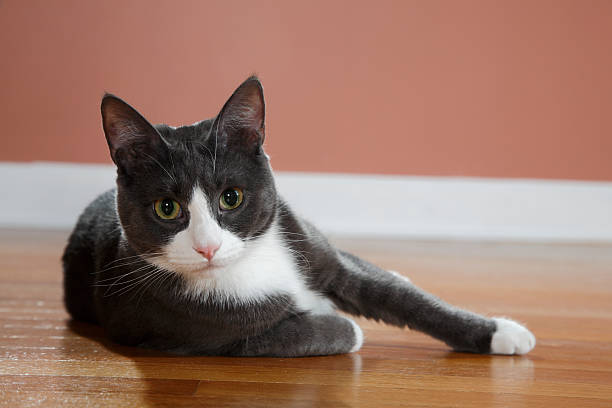 istock Cat Laying Down With Leg Out 184658586