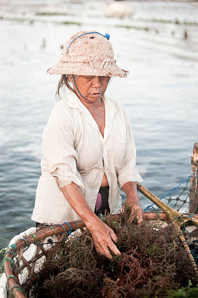 cultivo de algas - algae agriculture nusa lembongan water - fotografias e filmes do acervo