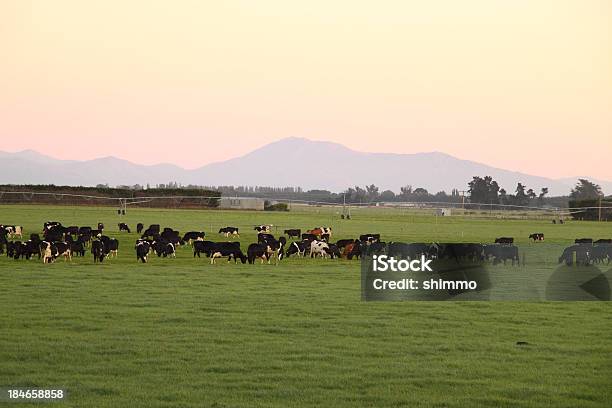 Пастьба В Dawns Розовый Свет — стоковые фотографии и другие картинки Молочная ферма - Молочная ферма, Новая Зеландия, Без людей