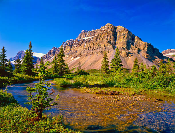 A small stream fills  Bow Lake in the Canadian Rockies of Banff NP, Canada