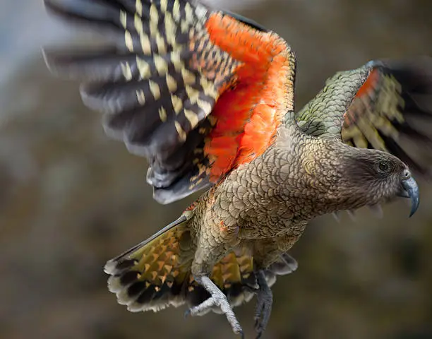 New Zealand Kea Bird in Flight. You can only see its vibrant beautiful colors when the Kea is spreading its wings. Nikon D3X. Converted from RAW. (XXXL)