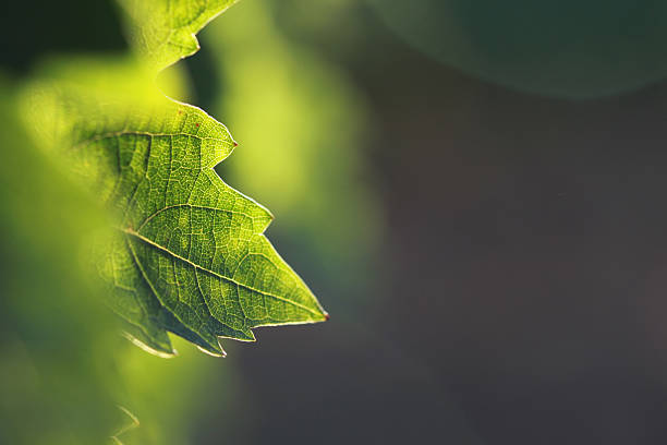 Vine leaf detail stock photo