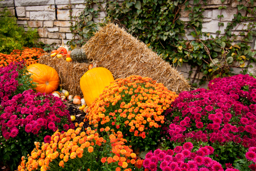 Colorful mums and pumpkins in a beautiful autumn scene