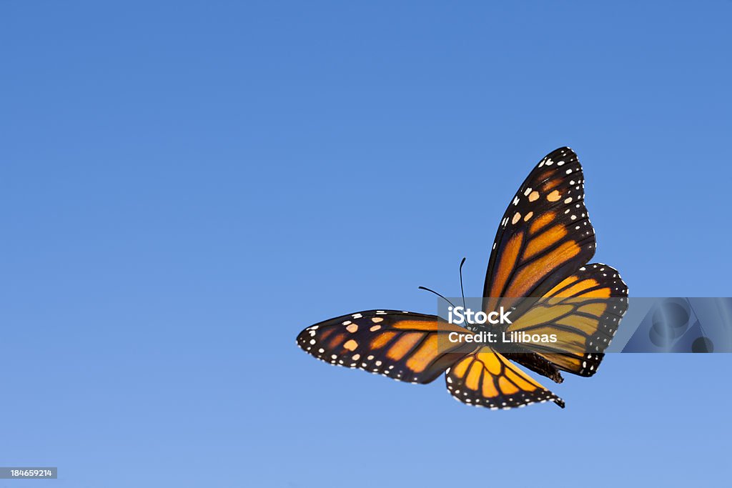 Farfalla monarca in-the-Sky - Foto stock royalty-free di Cielo