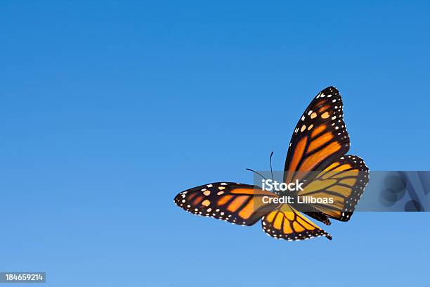 Farfalla Monarca Inthesky - Fotografie stock e altre immagini di Cielo - Cielo, Farfalla monarca, Farfalla