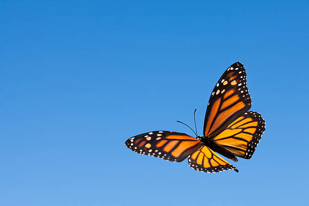 istock Monarch Butterfly in the Sky 184659214