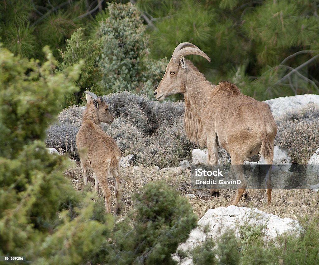 Barbaresca della Campania madre e agnello in Spagna - Foto stock royalty-free di Accanto