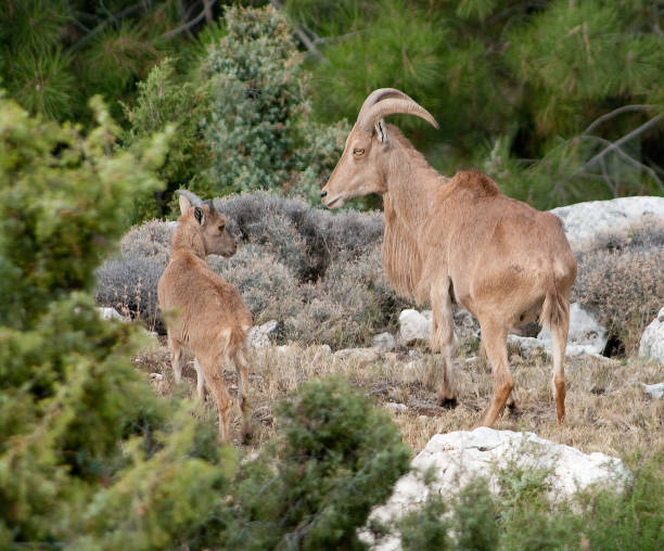 istock Barbary Sheep mother and lamb in Spain 184659256