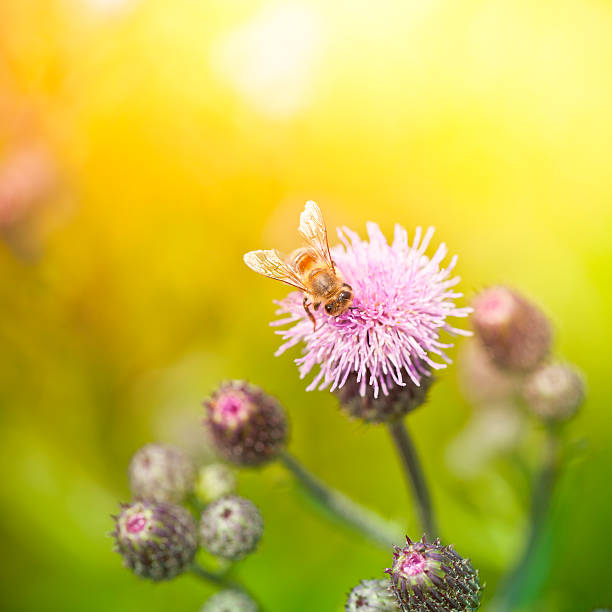 istock Honey bee pollinating thistle plant in meadow 184659258