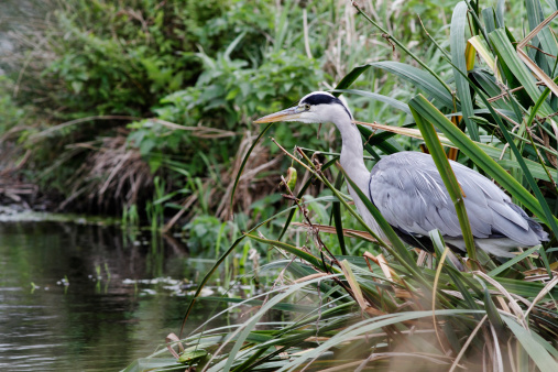 A grey heron (Ardea cinerea) is often a patient, hunched shape, standing amongst reeds beside water. This one cuts an early morning figure on the banks of Heron Ponds in Bushy Park, Surrey.