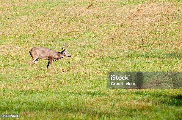 Cervo Dalla Coda Bianca - Fotografie stock e altre immagini di Ambientazione esterna - Ambientazione esterna, Animale, Animale maschio