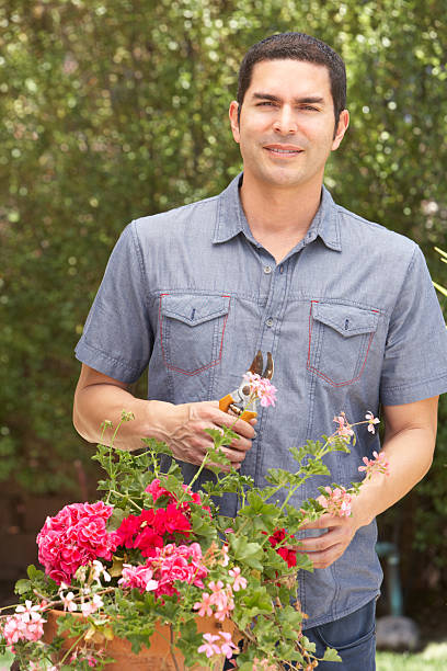 istock Hispanic Man Working In Garden Tidying Pots 184659549