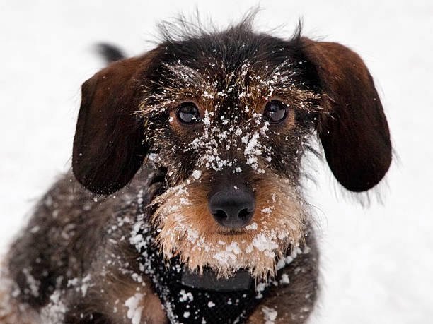 クローズアップ-ダックスフント子犬雪の中で遊ぶ ストックフォト