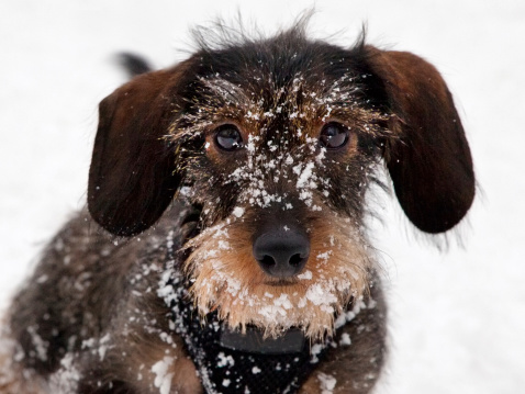 Close-up - Dachshund Puppy playing in the snow