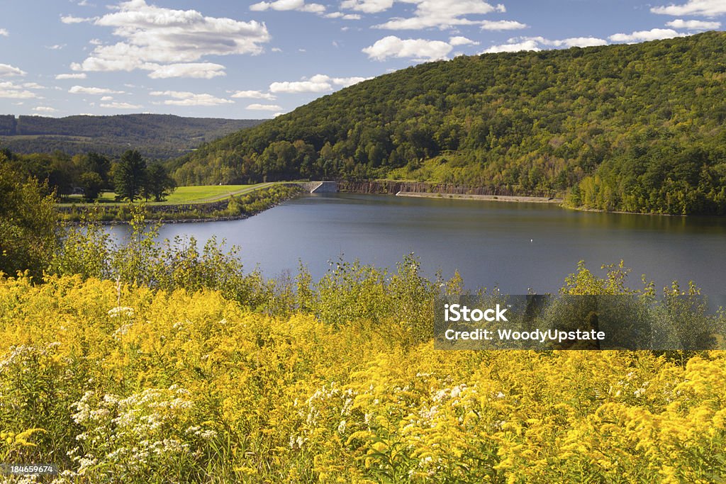 Réservoir de l'après-midi d'été - Photo de Herbe à poux libre de droits