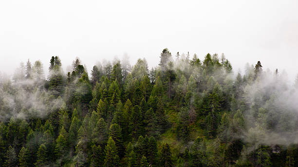 foresta e nebbia - alberato foto e immagini stock