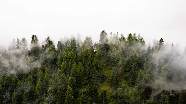 "Forest in the fog.All my Photographs are edited from RAW files, profiled in AdobeRGB (1998) colorspace and professionally retouched to improve the image quality."