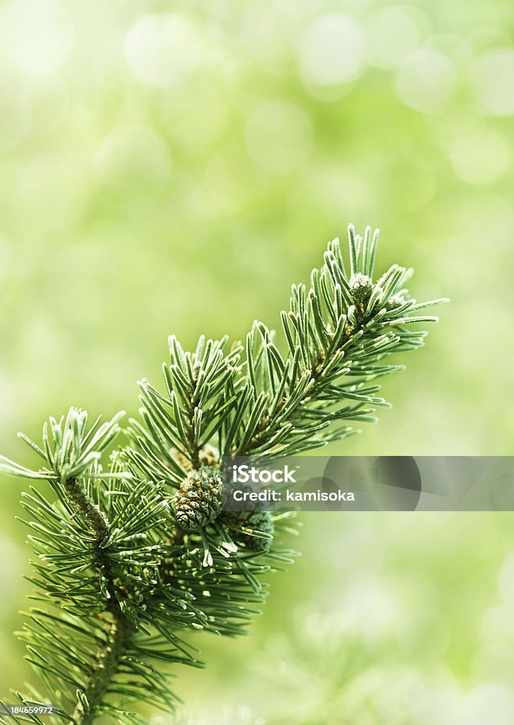 Albero di natale sullo sfondo sfocato luci di Infront - Foto stock royalty-free di Ago - Parte della pianta