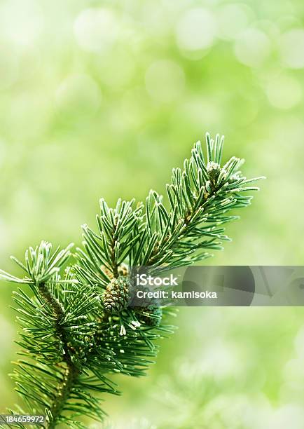 Albero Di Natale Sullo Sfondo Sfocato Luci Di Infront - Fotografie stock e altre immagini di Ago - Parte della pianta