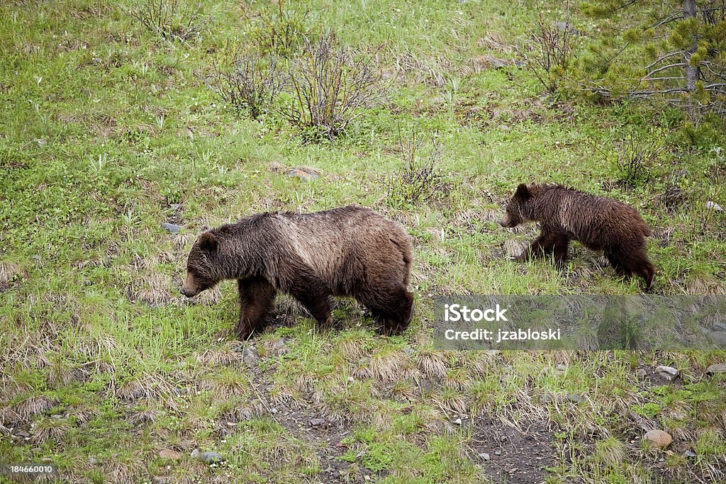 Matka Grizzly z Młode - Zbiór zdjęć royalty-free (Bez ludzi)