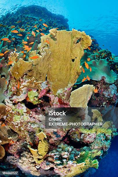 Subacqueo Colori Vivaci - Fotografie stock e altre immagini di Acqua - Acqua, Ambientazione esterna, Anemone di mare