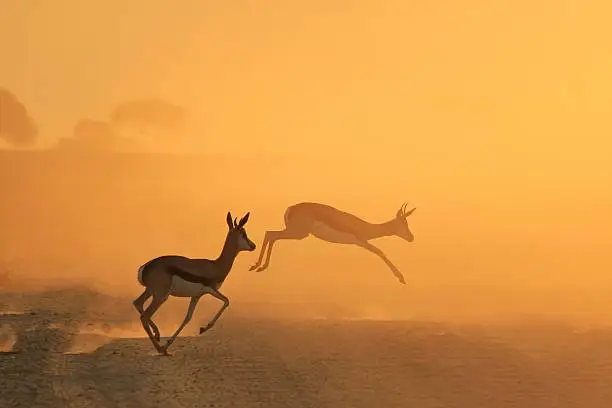 Springbok, or Springbuck antelope run and jump over a road with sunset painting the dust golden.  Photographed in the wilds of Africa.