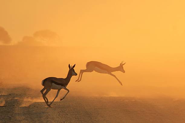 Springbok e pôr-do-sol africano fundo de silhueta - foto de acervo