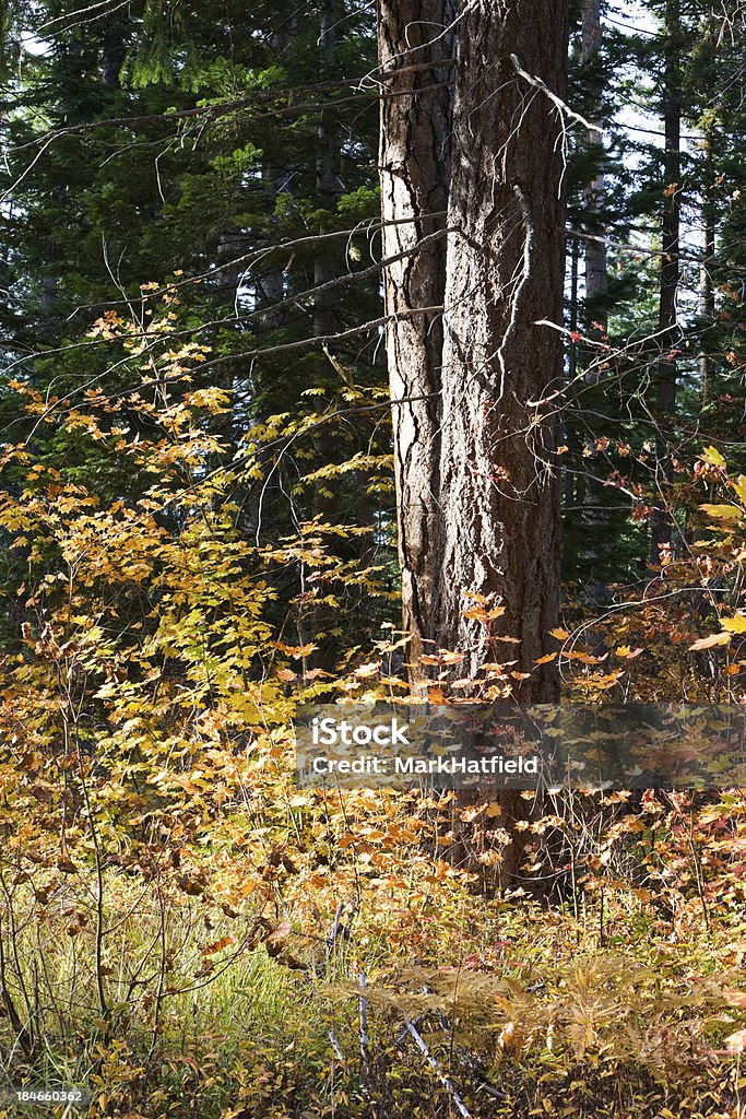 Ponderosa Pine, umgeben von Weinblättriger Ahorn - Lizenzfrei Ahorn Stock-Foto