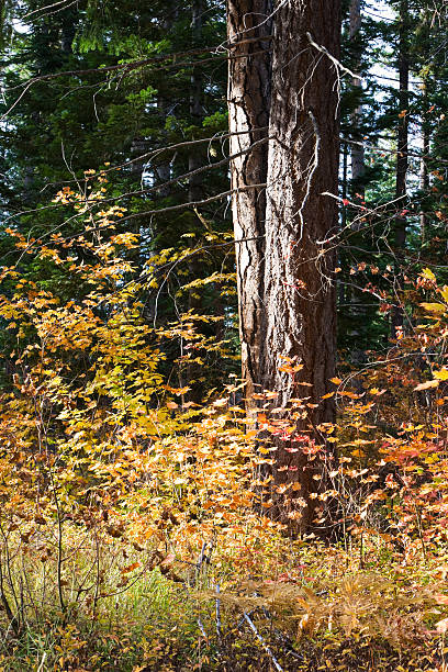 istock Ponderosa Pine Surrounded by Vine Maple 184660362