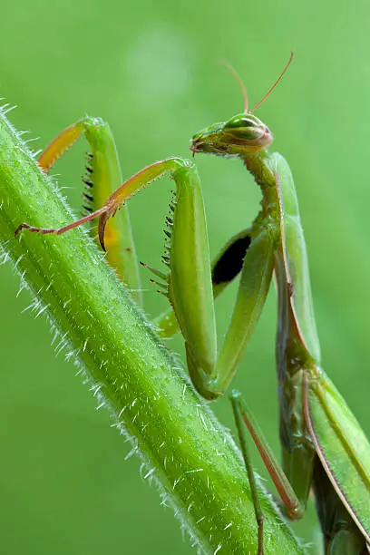 Praying mantis in nature