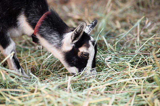 Baby Goat Eating Hay