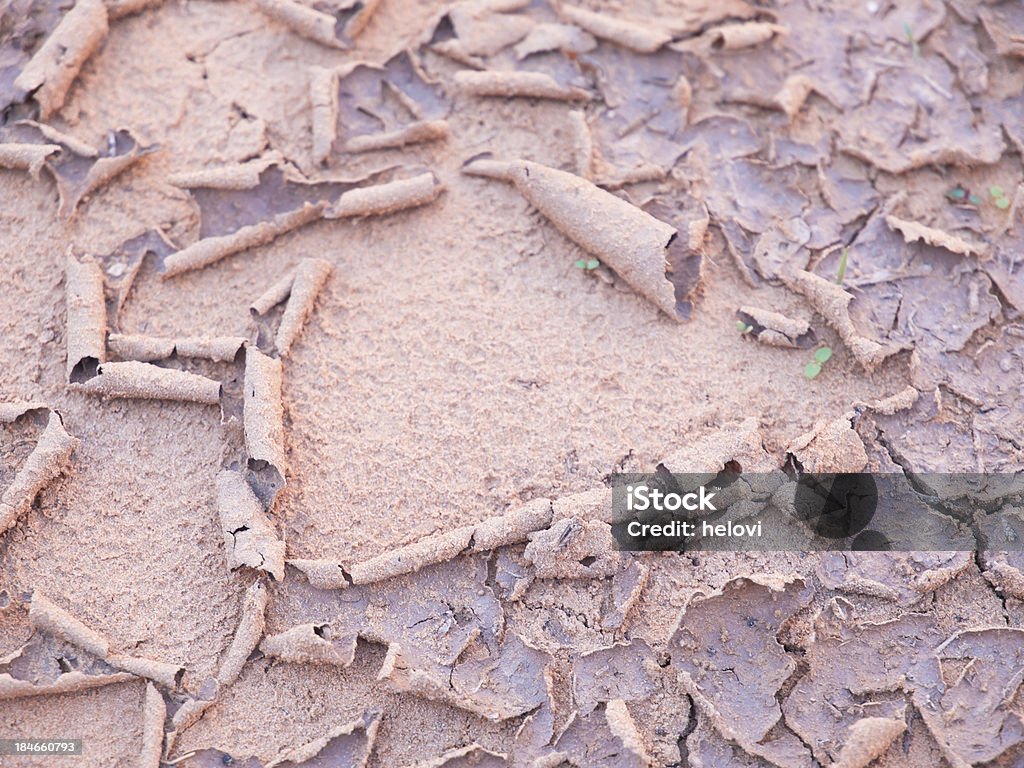 Drought Cracked earth like a pattern and small plants. Agriculture Stock Photo