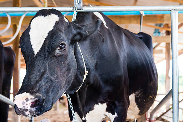 istock milch cows during milking in farm 184660825