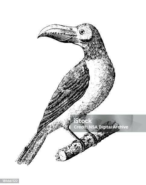 Toucan Antique Bird Illustrations Stock Illustration - Download Image Now - 19th Century, Animal, Animal Body Part