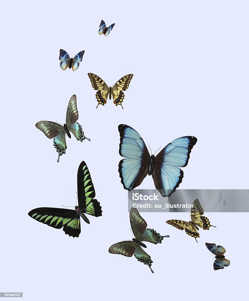 Bướm Khác Nhau Hình ảnh Sẵn có - Tải xuống Hình ảnh Ngay bây giờ ...