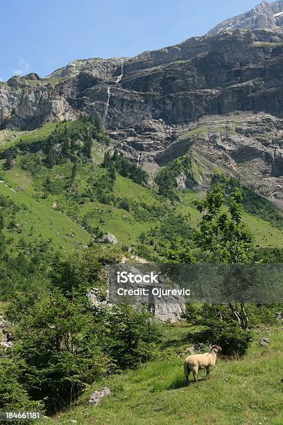 Les Diablerets Area Swiss Stock Photo - Download Image Now - Animal, Beauty In Nature, Bernese Oberland