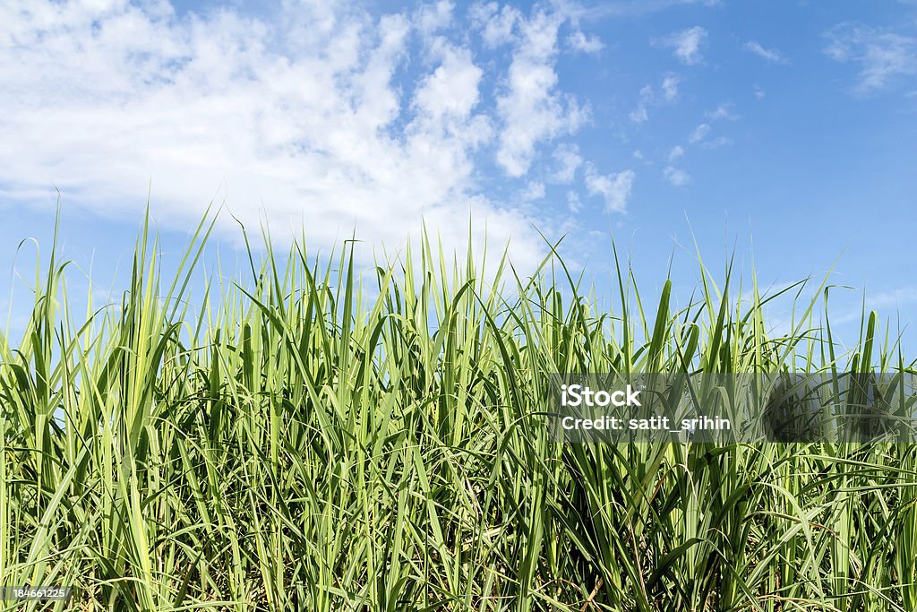 Sugarcane and blue sky background Agriculture Stock Photo