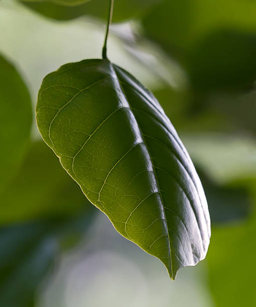 Green Leaf Closeup. stock photo