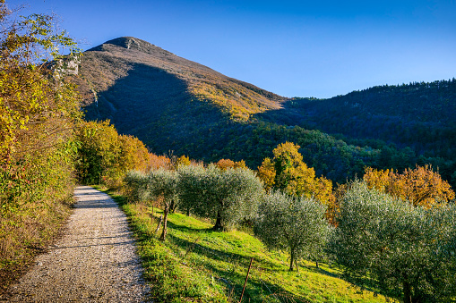 A country road surrounded by autumn-colored oak forests and olive trees in the mountains of Umbria in central Italy. The Umbria region, considered the green lung of Italy for its wooded mountains, is characterized by a perfect integration between nature and the presence of man, in a context of environmental sustainability and healthy life. In addition to its immense artistic and historical heritage, Umbria is famous for its food and wine production and for the high quality of the olive oil produced in these lands. Image in high definition format.