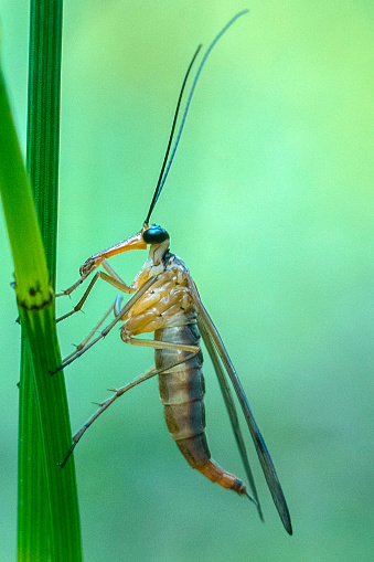 Close up of a Panorpa or a genus of scorpion flies perched on top of a green leaf, with its wings folded and its proboscis extended. Animal Macro Photography.