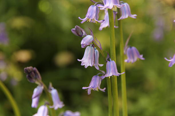 istock Close up of bluebell stems 184663476