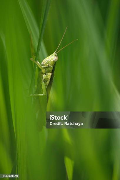 Konik Polny 01 - zdjęcia stockowe i więcej obrazów Acrididae - Acrididae, Bliskie zbliżenie, Część ciała zwierzęcia
