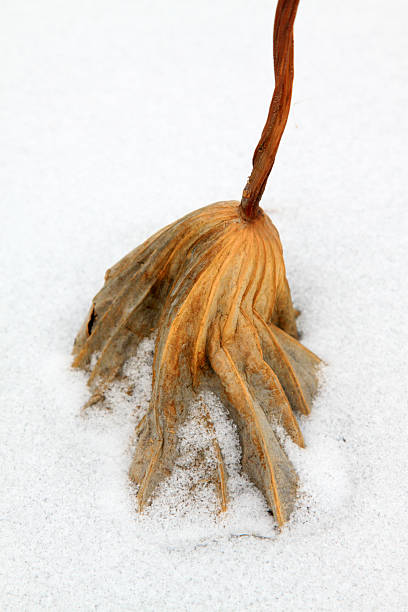 istock dry lotus leaf in the snow 184664165