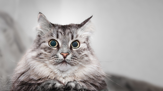 Adorable Domestic fluffy gray Cat with long Whiskers and green eyes on grey blurry Background