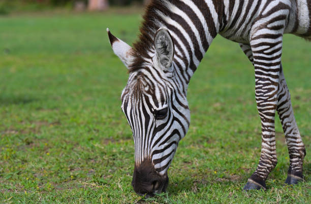 istock Wild African zebra grazing in a meadow, Kenya 1846644305