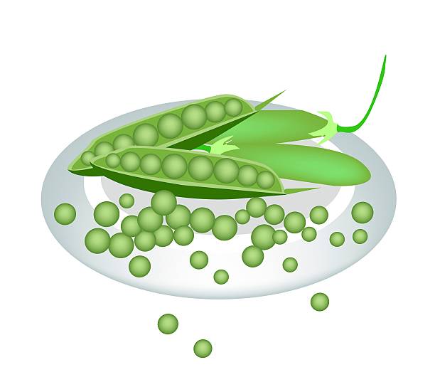 플라테 맛있는 달콤함 녹색 완두콩 - healthy eating green pea snow pea freshness stock illustrations