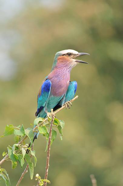 сиреневогрудая сизоворонка, cauratias caudatus - hwange national park стоковые фото и изображения