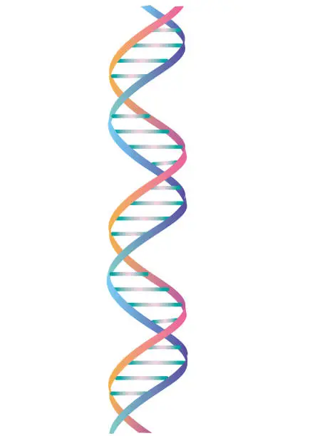 Vector illustration of Colorfully designed double helix structure diagram of DNA