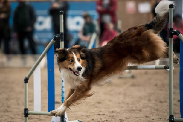 istock The dog overcomes the obstacle 1846677780
